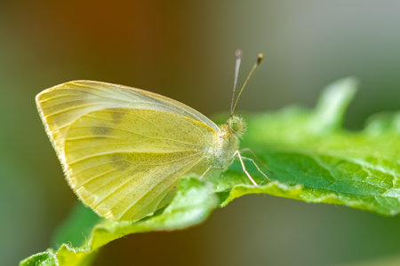 small white, Pieris rapae, white and yellow butterfly perched on a lemon treeの写真素材