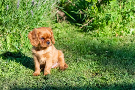 A dog cavalier king charles, a ruby puppy sitting in the gardenの写真素材