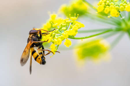 A bee on a fennel flower to collect pollen in summerの写真素材