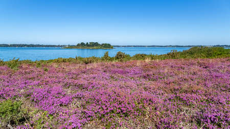 Ile-aux-Moines in the Morbihan gulf, heather in bloom on the moorの写真素材