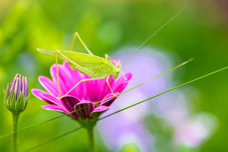 A grasshopper on a purple flower in the gardenの写真素材