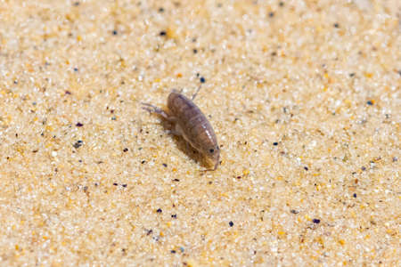 Sand hopper, Talitrus saltator, small crustacean on the sandの写真素材