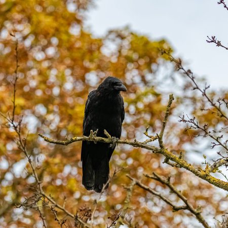 A black crow standing on a tree in autumn, portraitの写真素材