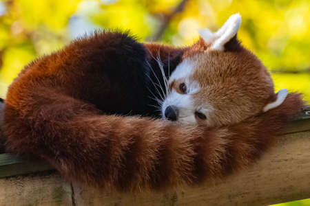A red panda, Ailurus fulgens, sleeping on a bambooの写真素材