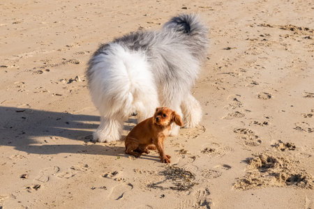 A dog cavalier king charles, a ruby puppy on the beach with a bobtail