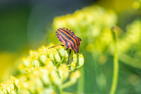 Striped bug, Graphosoma italicum, colorful insect on a fennel stem