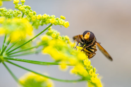 A bee on a fennel flower to collect pollen in summer