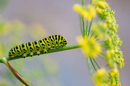Caterpillar of an old world swallowtail, Papilio machaon on a fennel stemの写真素材