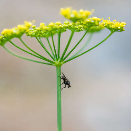 A fly standing on a fennel stem in the gardenの写真素材