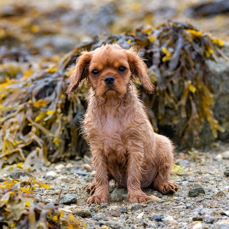 A dog cavalier king charles, a wet ruby puppy sitting on the beach after the bathの写真素材