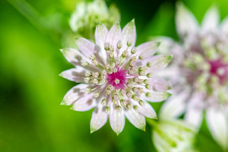 great masterwort, Astrantia major, flower in the mountain in springの写真素材