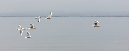 A seagull flying in Brittany, Black-headed gull, Larus ridibundus, in winter