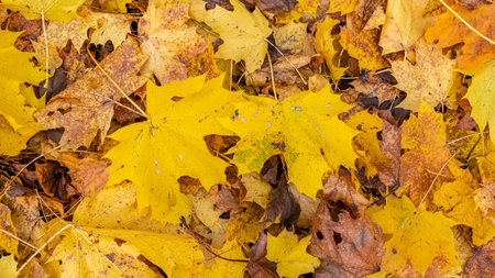 Fallen leaves on the ground in autumn, beautiful background