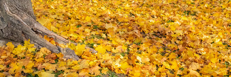 Yellow leaves on the ground in autumn, beautiful background, with roots of a tree