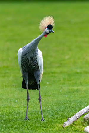 Grey Crowned Crane, Balearica regulorum, beautiful birdの写真素材