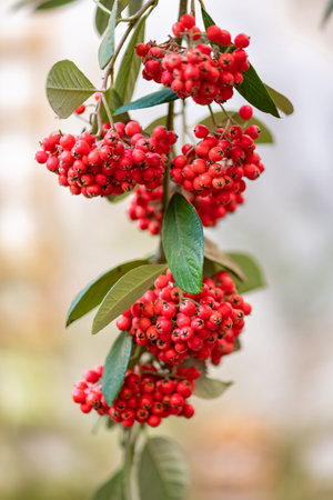 A cotoneaster tree, with small red berries on a branch in winter