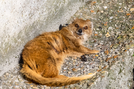 yellow mongoose, Cynictis penicillata, cute animal lying, portrait