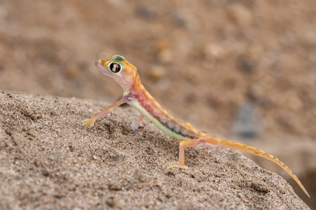 A Namib sand gecko, small colorful lizard in the Namib desertの写真素材