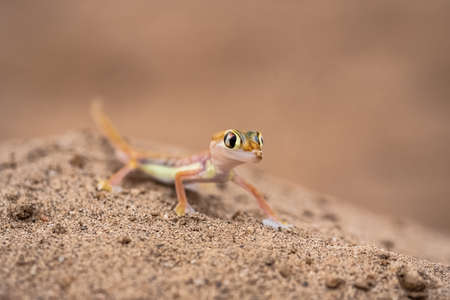 A Namib sand gecko, small colorful lizard in the Namib desertの写真素材
