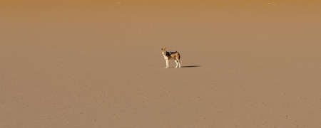 Jackal in the dune, Canis mesomelas, Namibiaの写真素材