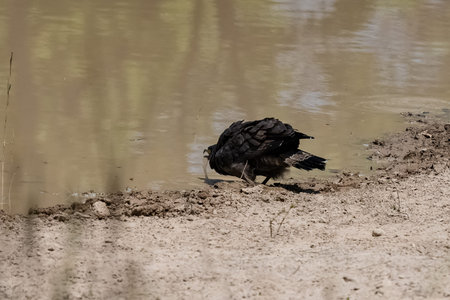 Crested Serpent Eagle, Spilornis cheela, bird drinking in a lake in Indiaの写真素材