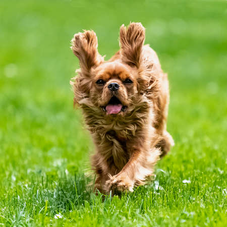 A dog cavalier king charles, a ruby puppy running in the natureの写真素材