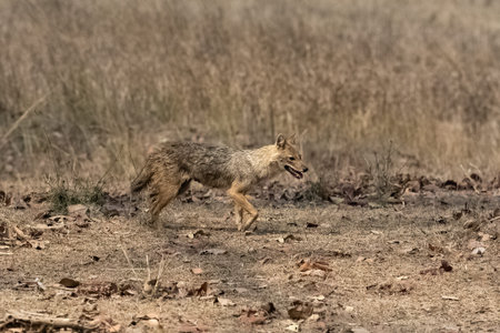 Jackal in the bush, Canis mesomelas, Madhya Pradesh in Indiaの写真素材