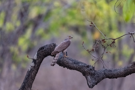 A besra sparrowhawk in a tree in India, Accipiter virgatus, bird of prey