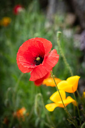 An red poppy in spring, the heart of the flowerの写真素材
