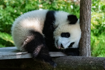 A giant panda, a cute baby panda napping, funny animalの写真素材