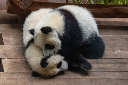 Giant pandas, bear pandas, two babies playing togetherの写真素材