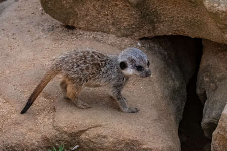 Meerkat, suricate, baby walking on the sandの写真素材