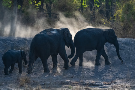 A young elephant who sprinkles himself with dust after bathing, the family walking in the forest in Indiaの写真素材