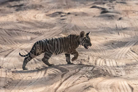 A wild baby tiger, two months old, crossing the dirt road in the forest in India, Madhya Pradeshの写真素材