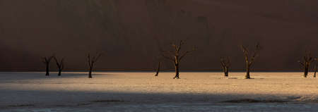 Namibia, the Namib desert, dead acacias in the Dead Valley, the red dunes in backgroundの写真素材