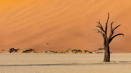 Namibia, the Namib desert, dead acacias in the Dead Valley, the red dunes in backgroundの写真素材