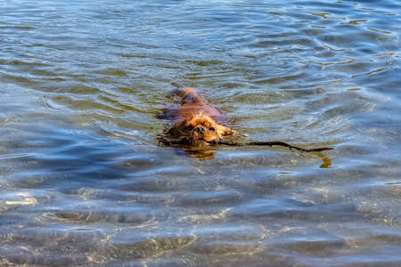 A dog cavalier king charles, a ruby puppy swimming with a piece of woodの写真素材