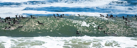 Namibia, thousands of cormorants on the wave in the sea, Skeleton coast in Namibiaの写真素材