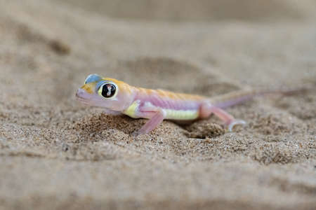 A Namib sand gecko, or gecko palmato, small colorful lizard in the Namib desertの写真素材