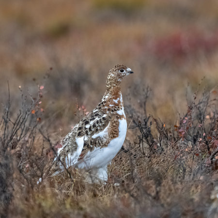 Willow Ptarmigan, Lagopus lagopus, bird in the tundra in Yukon, Canadaの写真素材