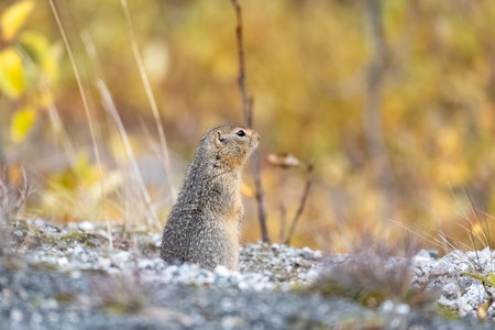 Arctic ground squirrel, Urocitellus parryii, a cute rodent in Yukon in autumnの写真素材