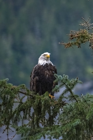 A bald eagle perching on a tree in Alaska, looking for a prey, in autumnの写真素材