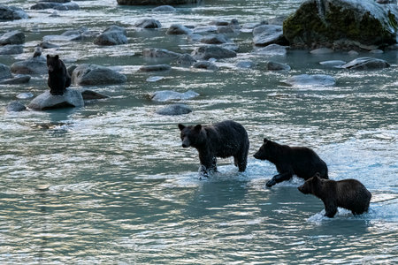 Grizzlys fishing salmon in the river in Alaska before winter, mother with babiesの写真素材