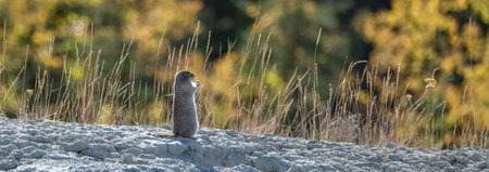 Arctic ground squirrel, Urocitellus parryii, a cute rodent in Yukon in autumn
