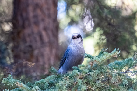 A Canada jay perching on a tree, in the forest in Yukon, beautiful birdの写真素材
