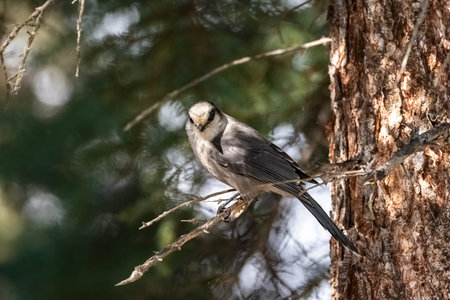 A Canada jay perching on a tree, in the forest in Yukon, beautiful bird