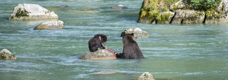 Grizzlys eating salmon in the river in Alaska in autumn, mother with baby bear
