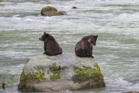 Two babies grizzlys on a rock in the river in Alaska, waiting for their mother fishing salmonの写真素材