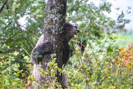 A big grizzly bear scratching against a tree, in Alaska