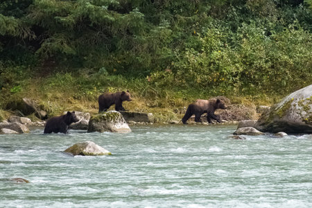 Three babies grizzlys walking in the river in Alaska